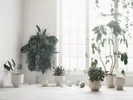 bolia-gap-grove-torch-flowerpot-collection-gap-grove-torch-kaspo-kollekcio